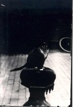 Cat on organ stool